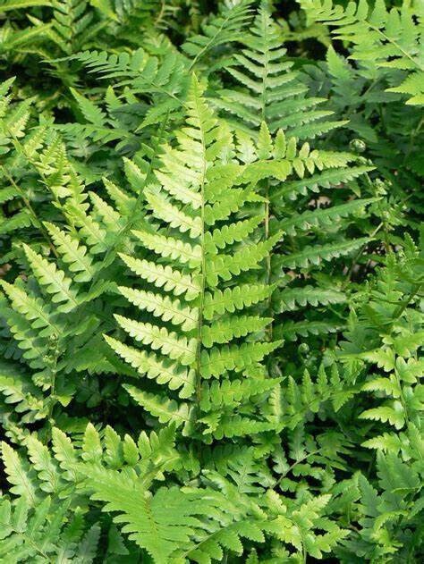 Southern Shield Fern 25 Plants in 3-1/2 inch Pots