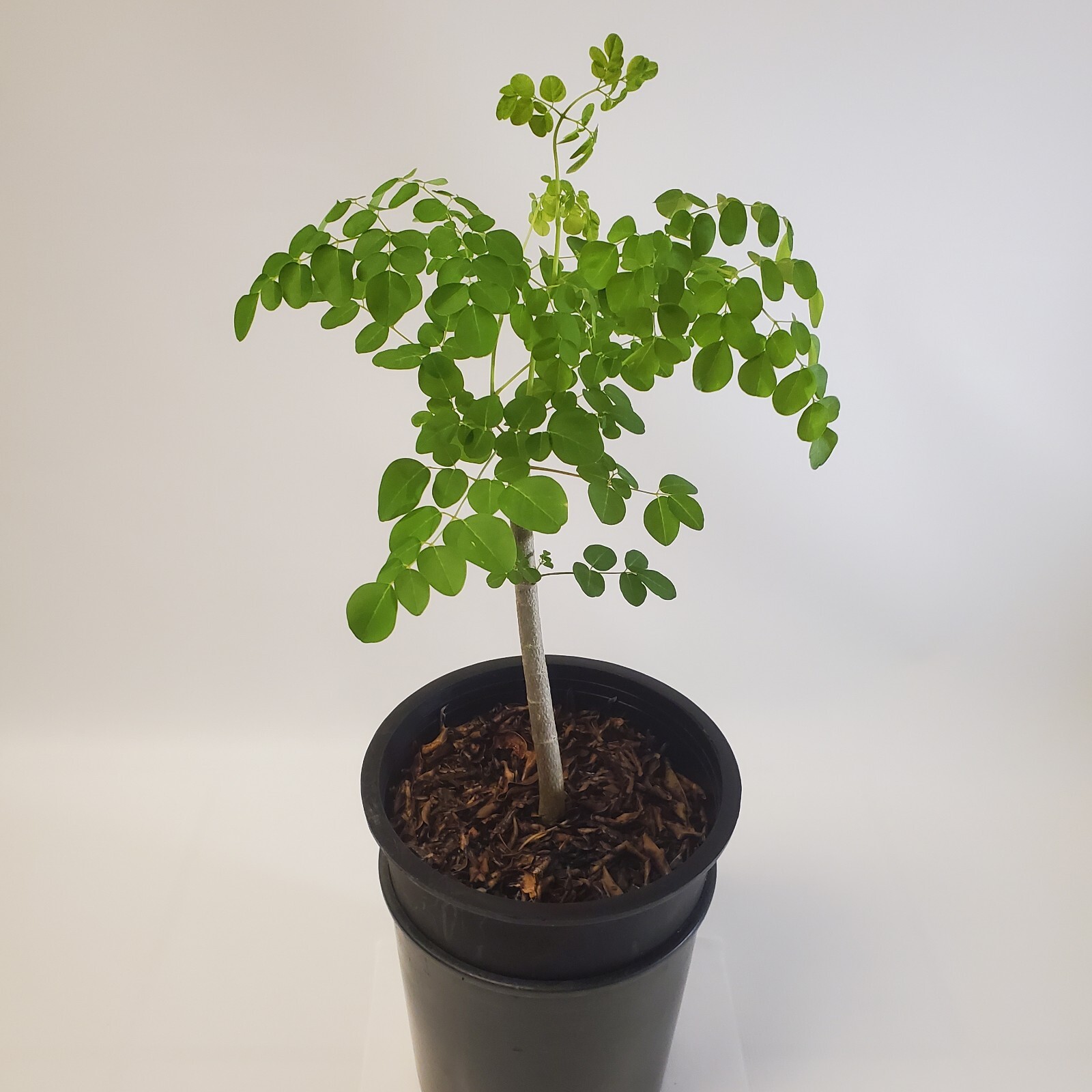2-3ft Tall Moringa Oleifera Tree Save 6 Months of Grow Time AKA Miracle Tree