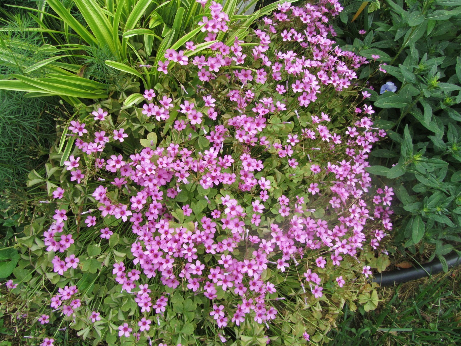 3 plants Pink Oxalis Wood Sorrel Fresh Ready To Plant