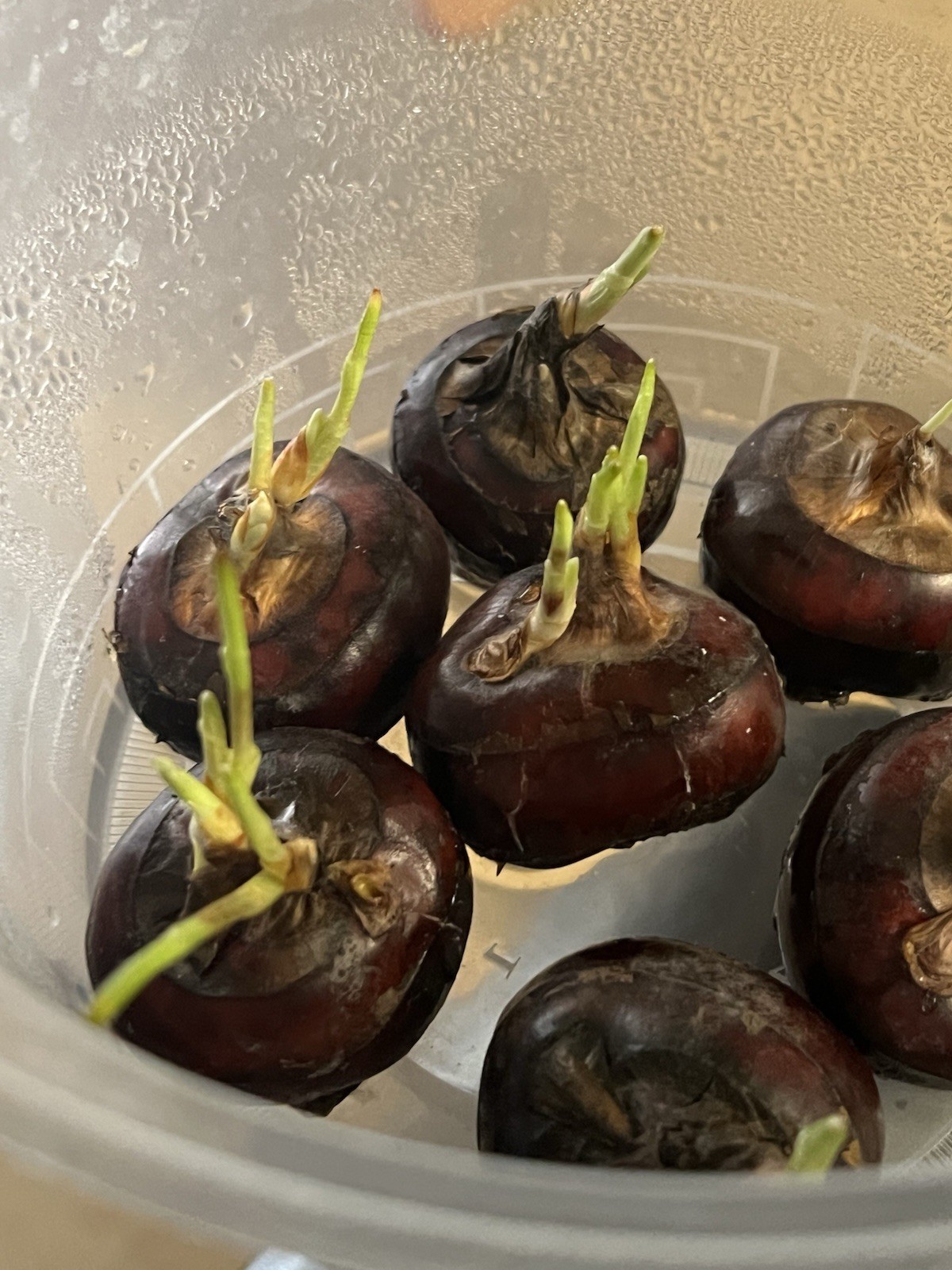 Water Chestnut With Pot Eleocharis Dulcis Ready to Plant