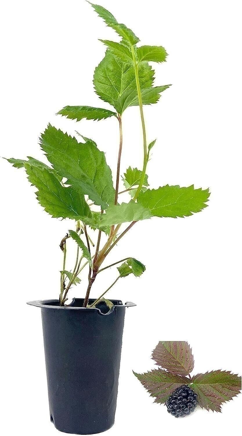 Apache BlackBerry Plant – Live Starter Plants – Rubus – Fruit Trees for The…