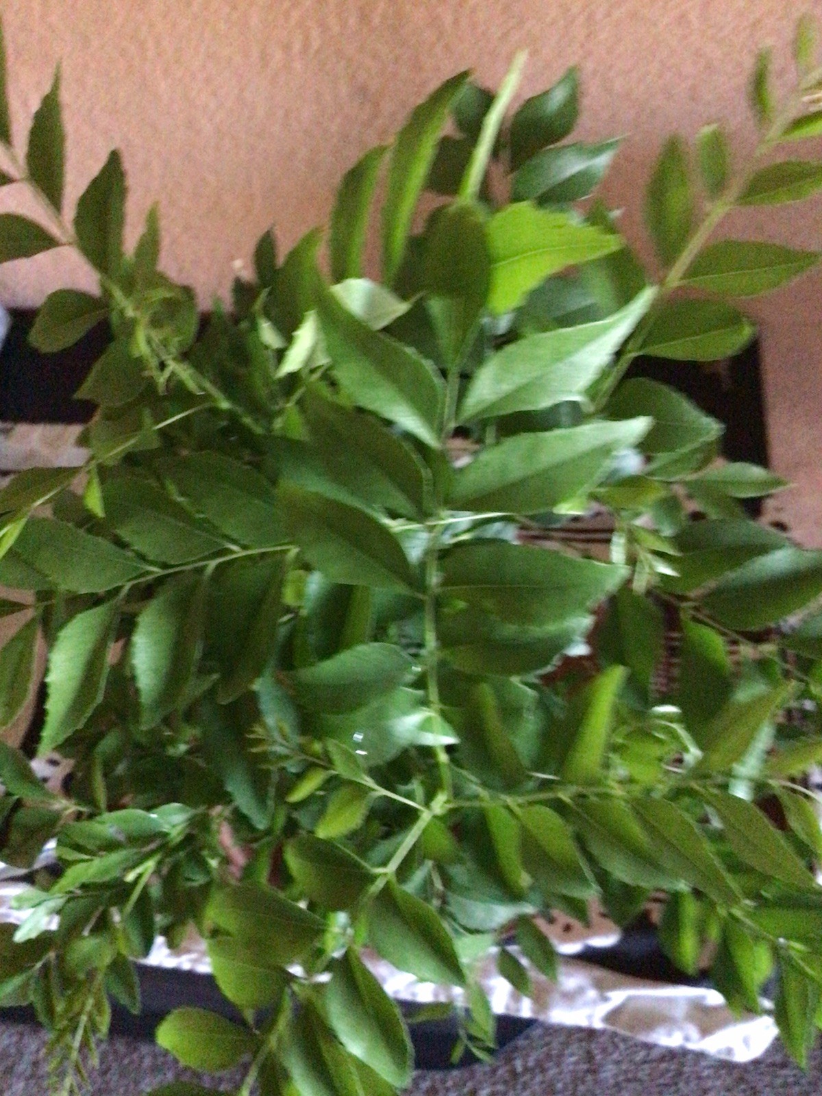15 curry leaf plant Seedlings 3 To 6 Inches Tall Comes In A 4 Inch Pot