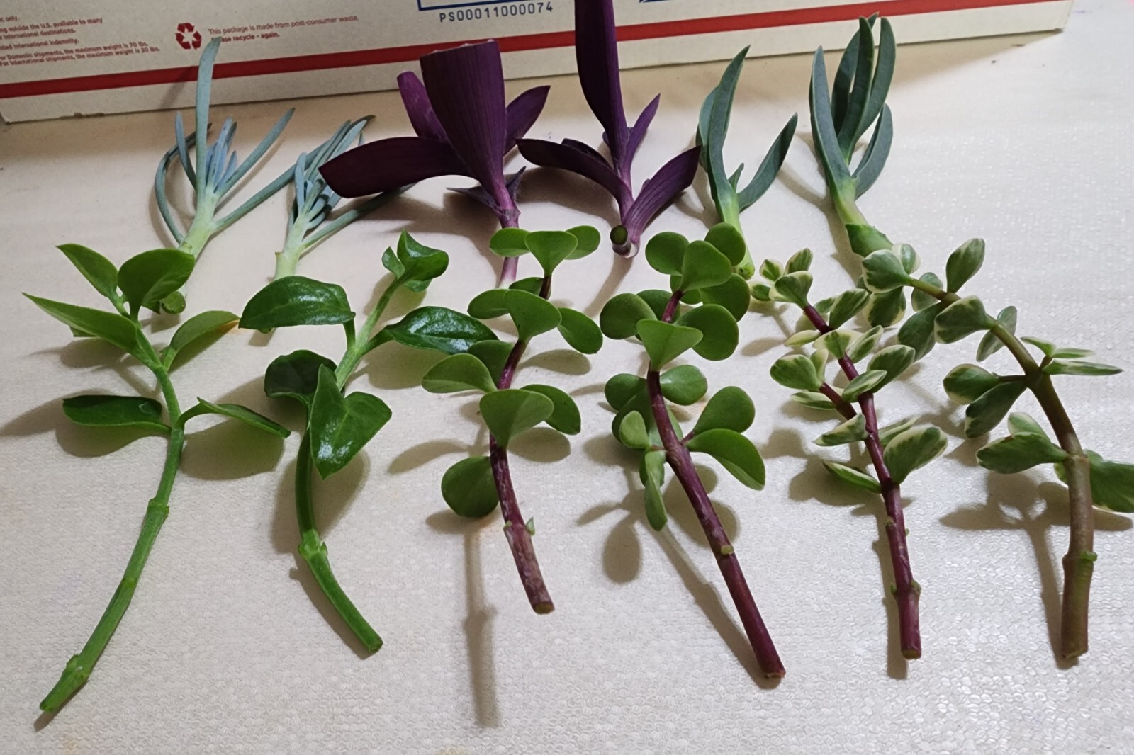 12 Piece Assorted Lot Of Live Plants (6 Kinds x 2 of Each)for Rooting
