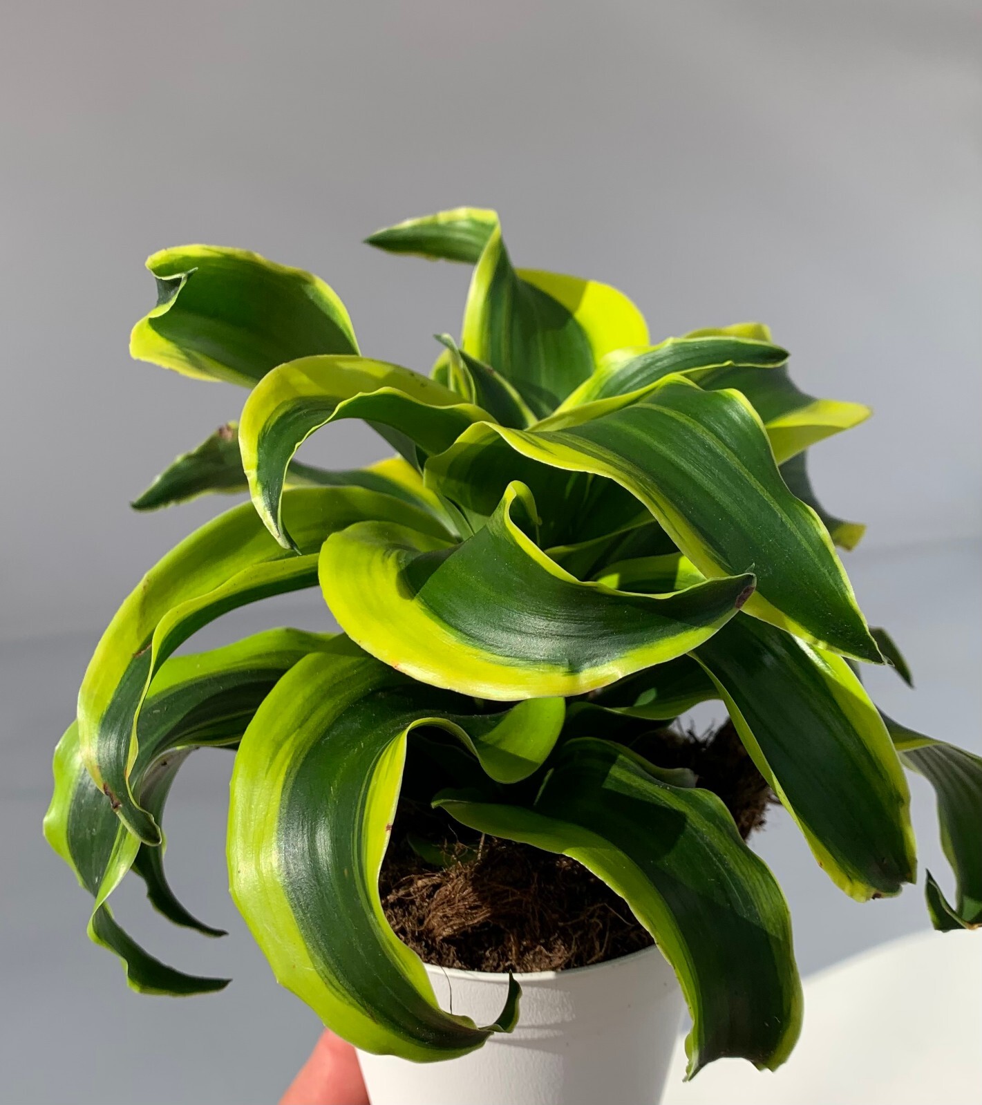 Dracaena Tornado Potted House Plants