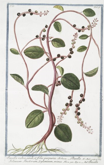 Malabar Red Stem Spinach Seeds, Red Vine Spinach, Ceylon, NON-GMO, FREE SHIPPING