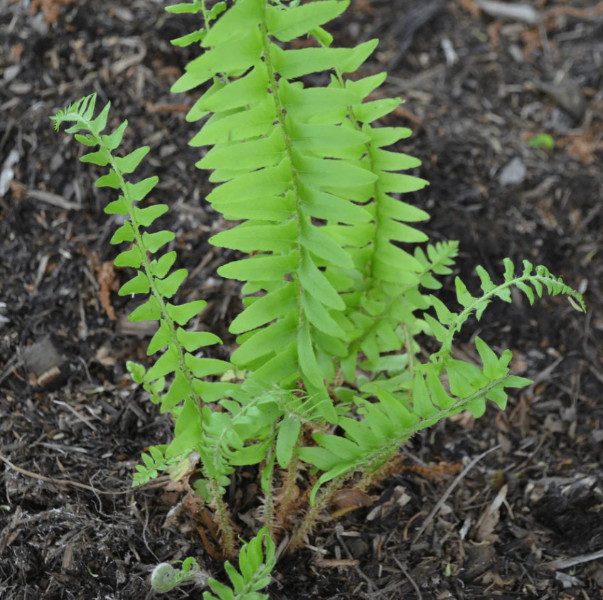 5 Christmas Fern Rhizomes/Roots – Fresh Bare Root Plants – No Ship to AK, HI, PR