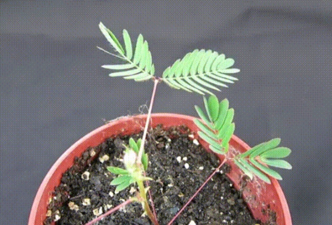 Sensitive Plant, Touch Me Not Mimosa pudica 15 seeds