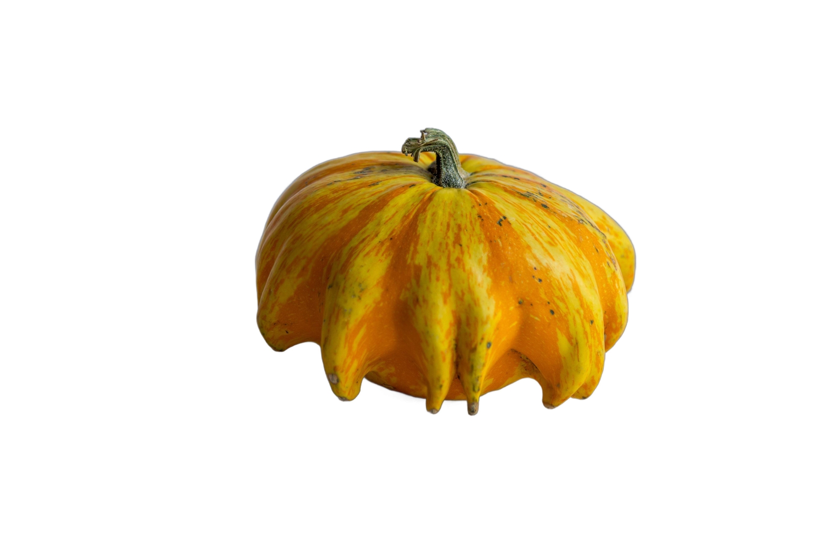 25 TEN COMMANDMENTS GOURD MIX Crown of Thorns Mixed Colors Cucurbita Pepo Seeds
