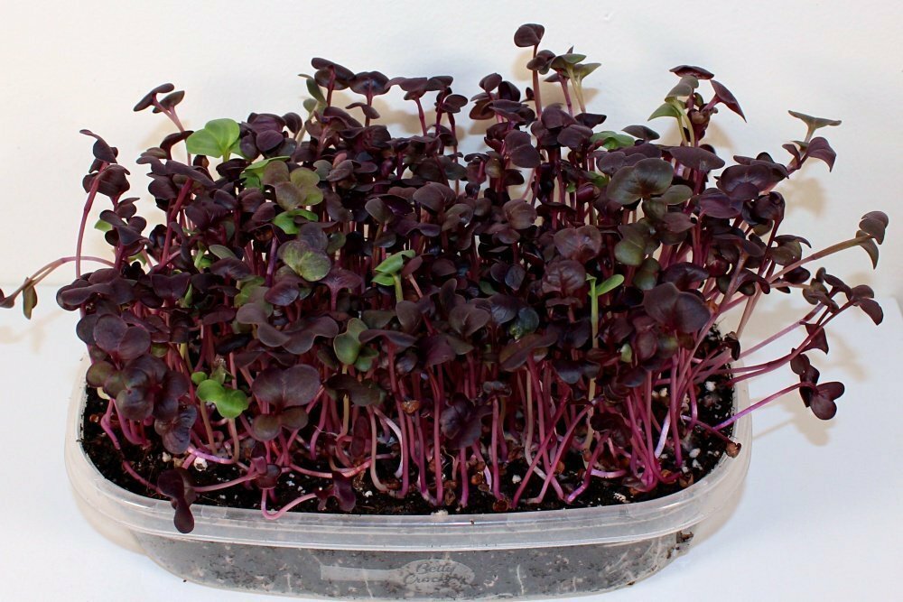 Rambo Radish 4 Ounce Microgreen Sprouting Seeds