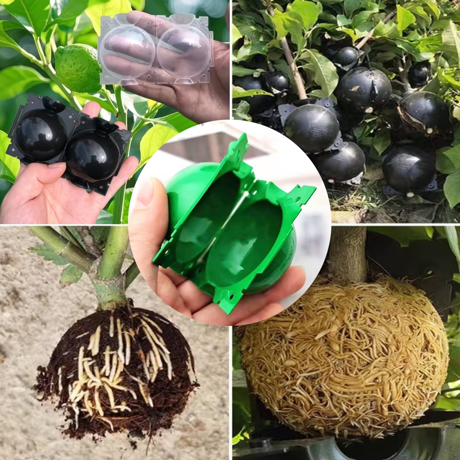Reusable Plant Rooting Ball, Markeny Propagation Root 5 cm/ 2 inches