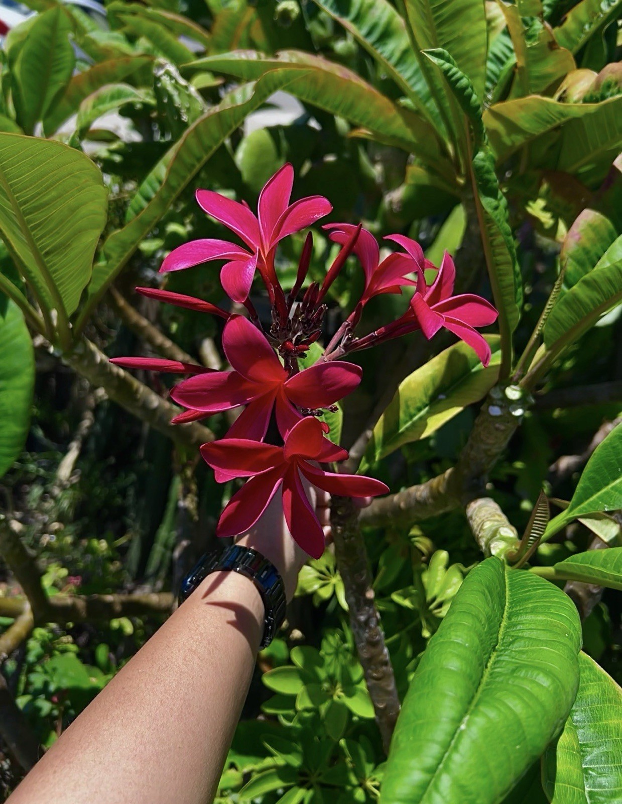 Hot Red Plumeria Cutting 12 inches Tall Unrooted