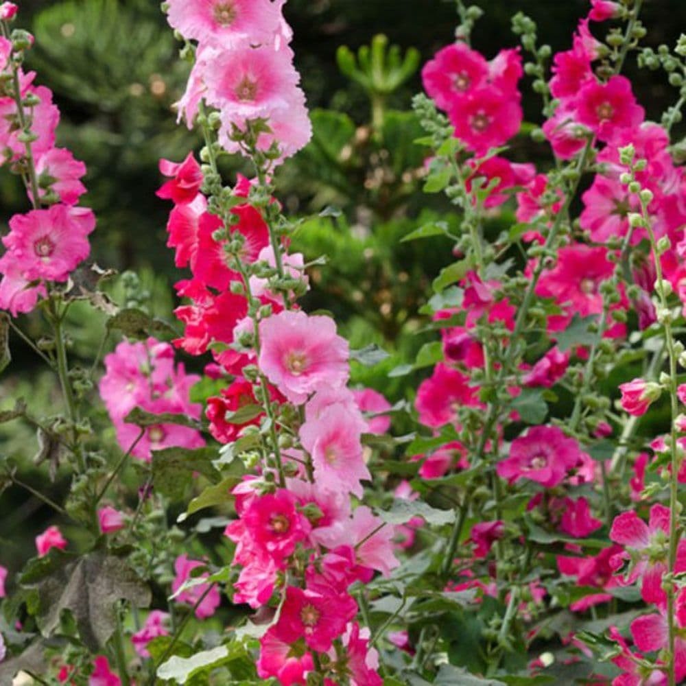 Hollyhock Mix Flower Seeds (50) Fifty Seeds. Free Shipping!