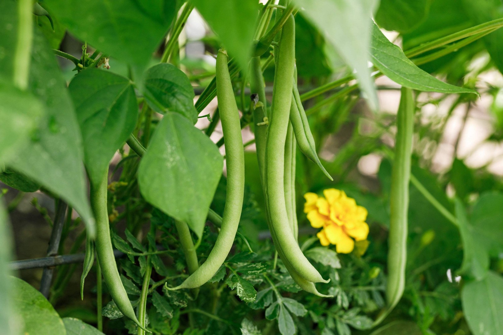 40 GREEN BEAN PROVIDER Phaseolus Vulgaris Vegetable Seeds