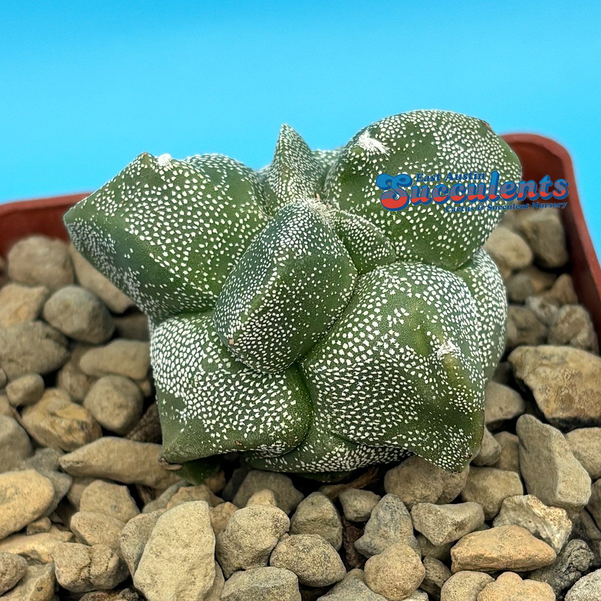 Astrophytum myriostigma ‘Alien’ (124) Live Rooted Cactus
