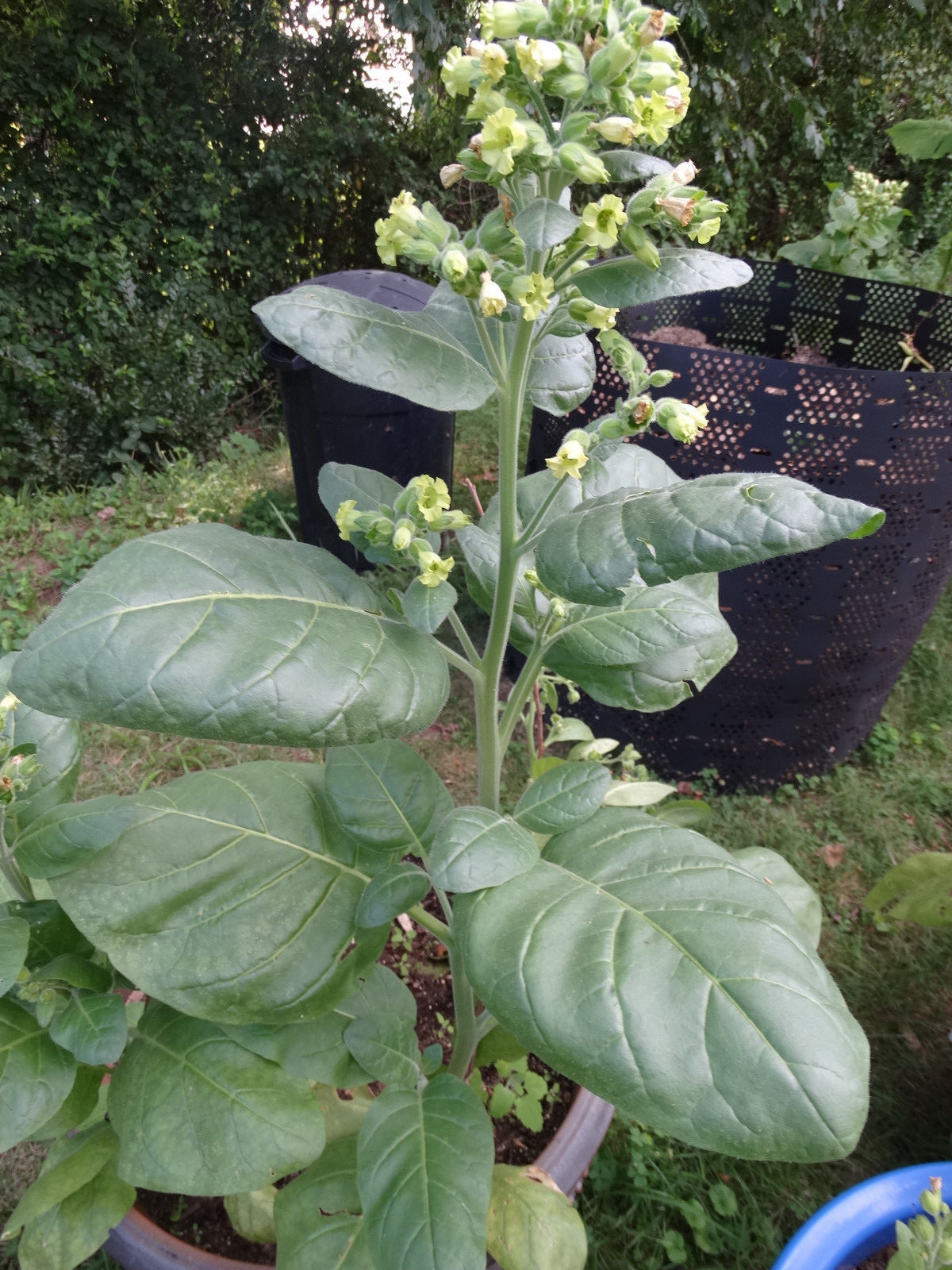 Ceremonial Indian TOBACCO 1000+ SEEDS NICOTIANA RUSTICA Mapacho Aztec Makhorka