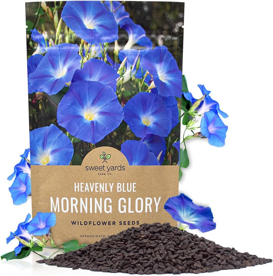 Morning Glory Seeds Heavenly Blue – Bulk 1/4 Pound Bag – over 4,000 Fresh Flower