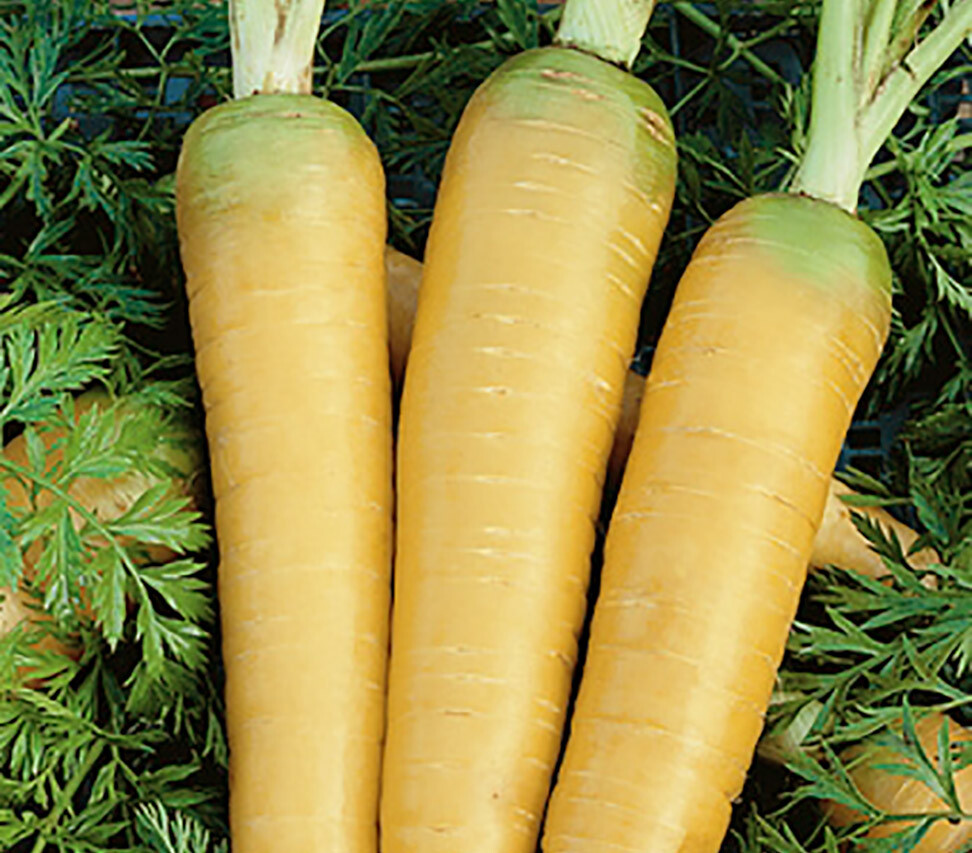 Solar Yellow Carrot Seeds, Colorful, NON-GMO, Xanthophyll, FREE SHIPPING