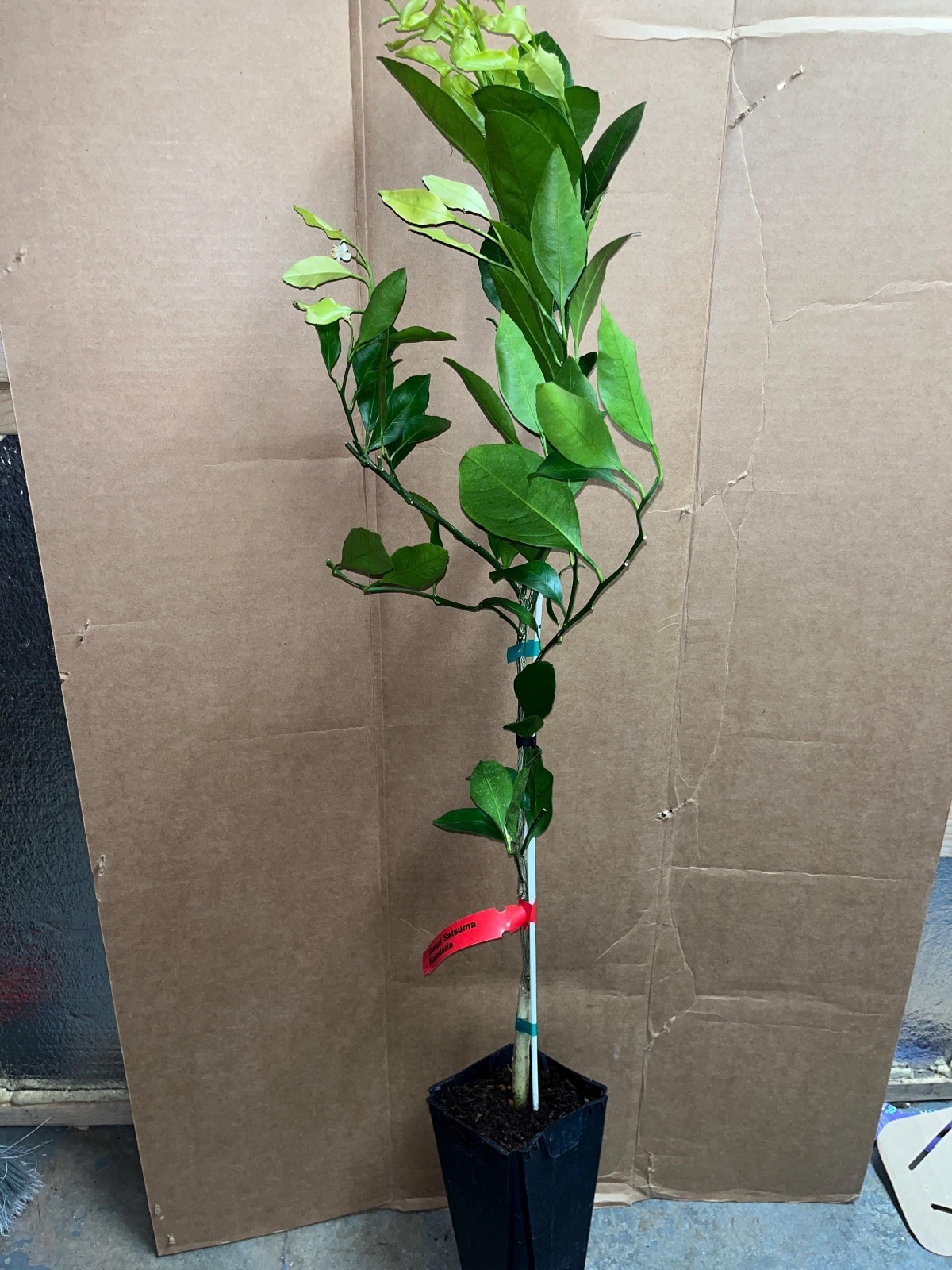 Calamondin Calamansi Semi-Dwarf Tree, 18-36″ tall, grafted