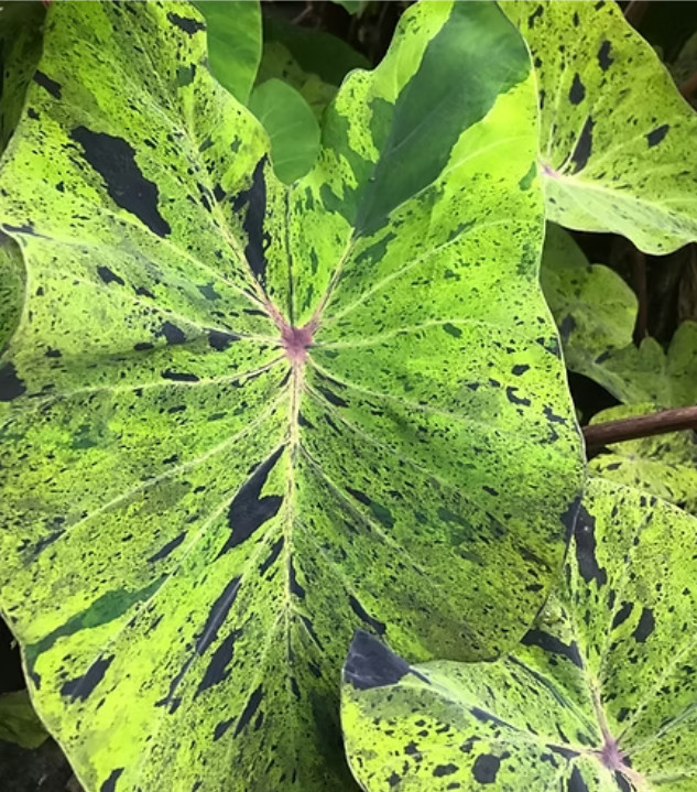 Mojito Colocasia Live Plant – 4-8″ Tall – Variegated Elephant Ear – Tropical