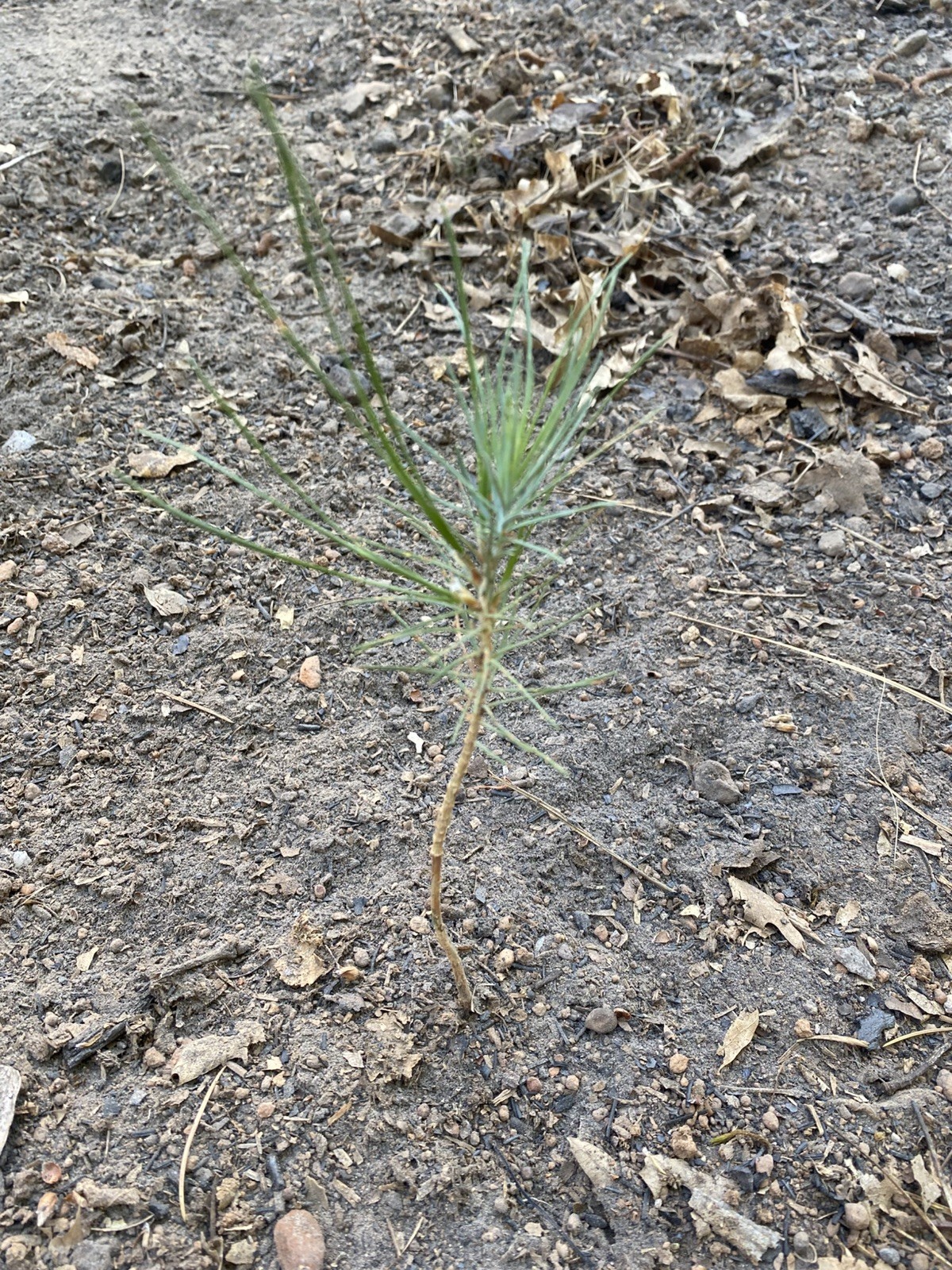 40 PONDEROSA PINE TREE Seedlings bareroot 6-10″ FAST GROWING Wild EVERGREEN