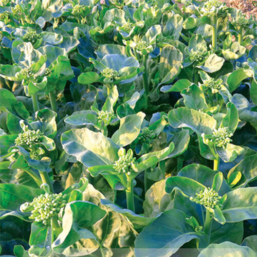 100+ Seeds Chinese Kale Kailaan Chinese Broccoli Gai Lan Choi vegetable USA