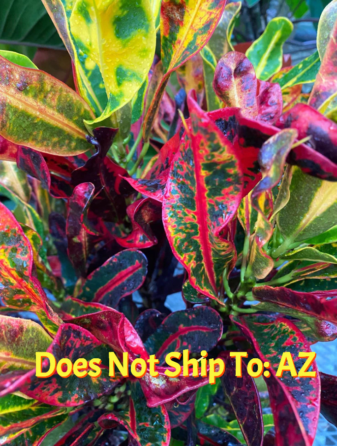 Croton Plant Codiaeum Variegatum Mammy Red 2 In – 2 Gal Pot 4-27″ Overall Height