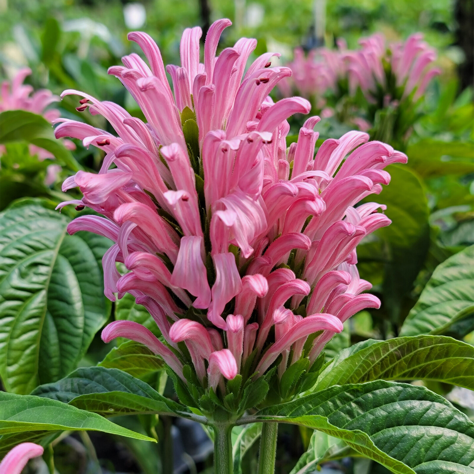 PINK Brazilian Plume Perennial Plant Flower Justicia carnea Jacobina