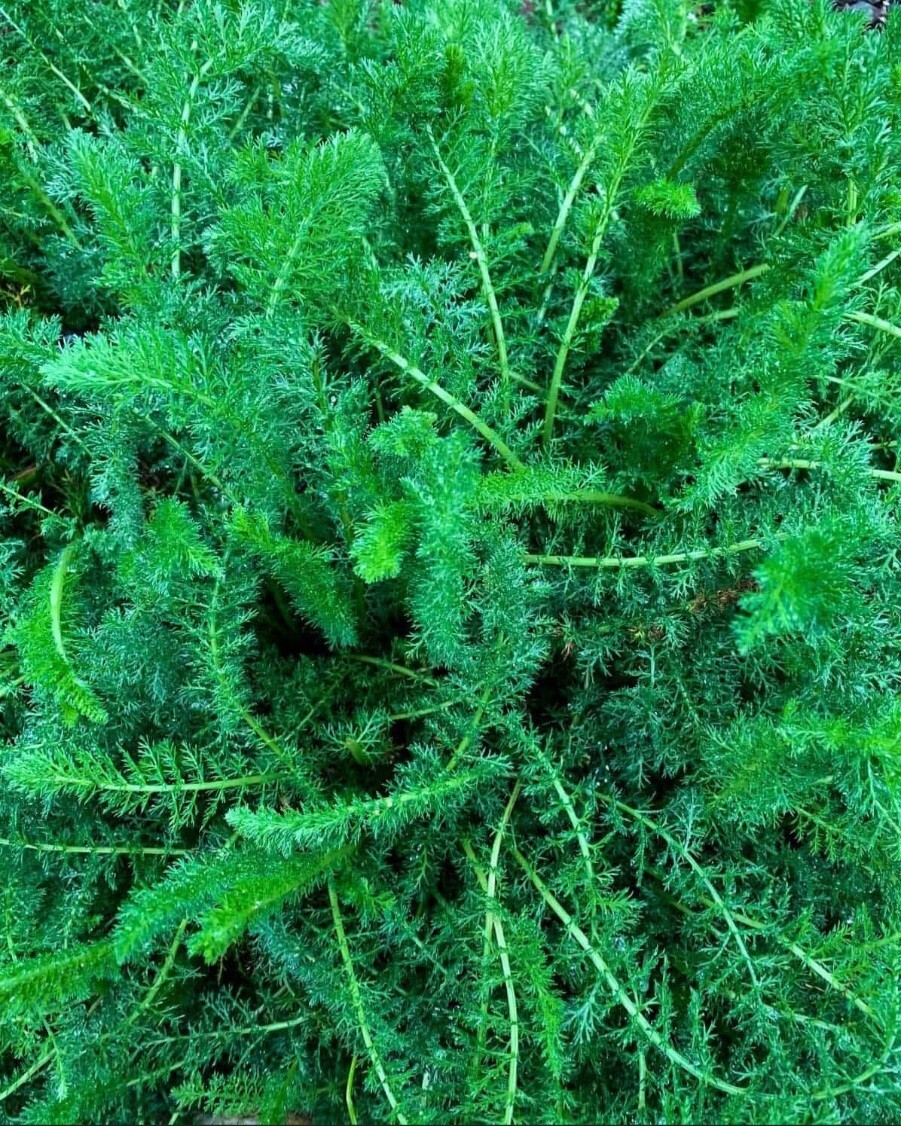 White Yarrow (Achillea millefolium) Seeds, organic