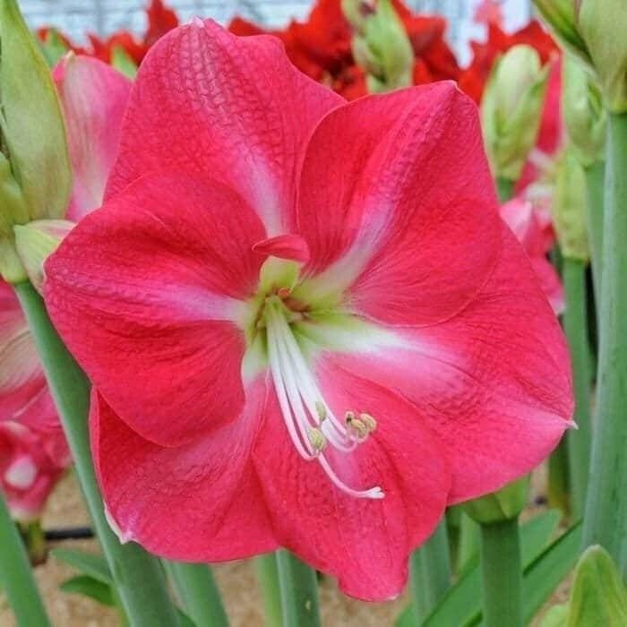 CANDY QUEEN Jumbo Amaryllis 34/36 cm – US Seller