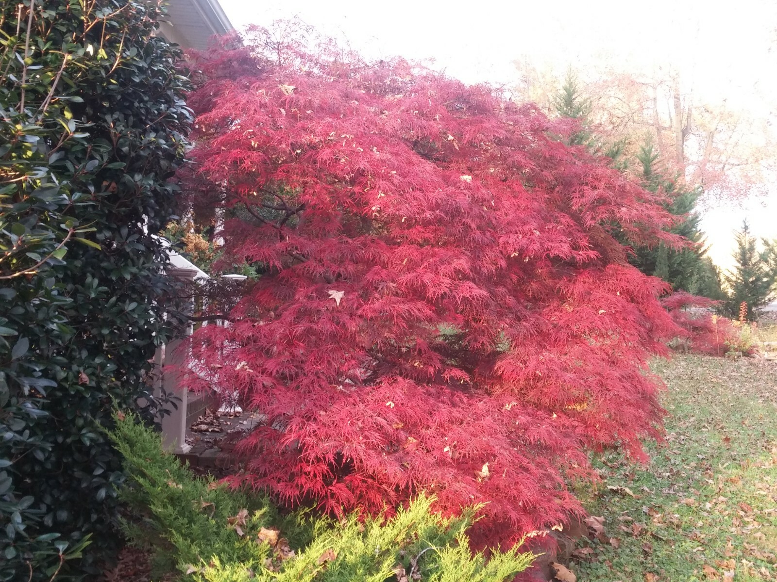 10 thin cuttings Japanese maple weeping tree Garnet for rooting and grafting