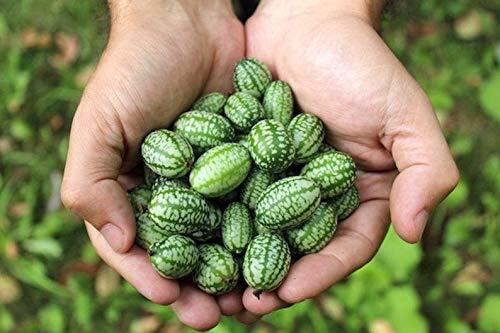 Mouse Melon Seeds | 10 Pack of Seeds | Grow This Exotic and Rare Garden Fruit |