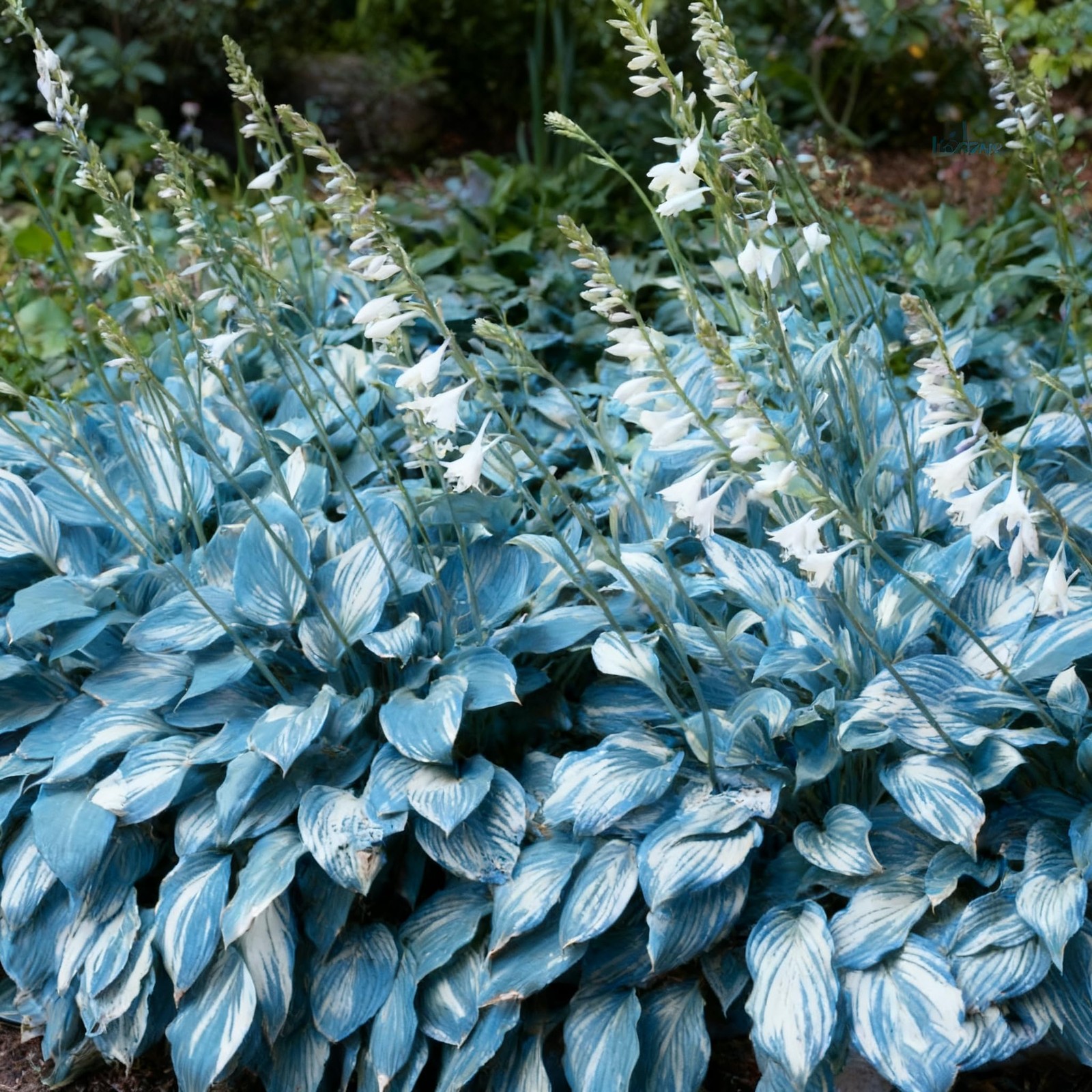 200+ Hosta Seeds for Planting, Mixed Color Perennial Seed, Mix