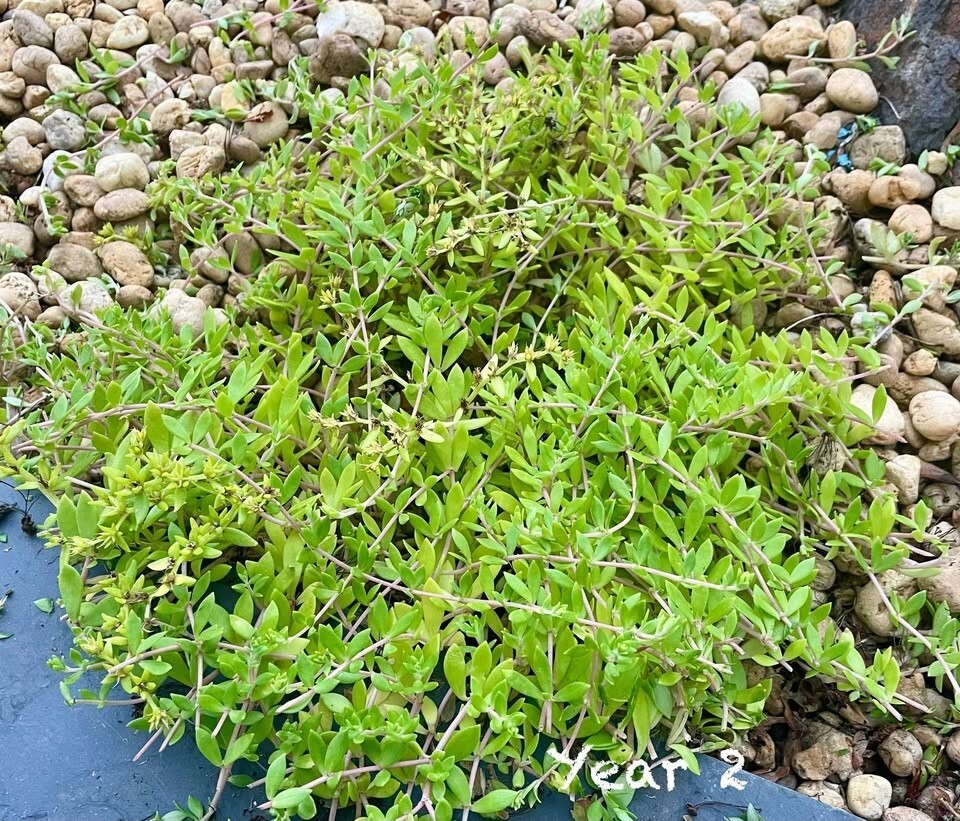 Stringy Stonecrop/Sedum Sarmentosum Small Live Starter Plant