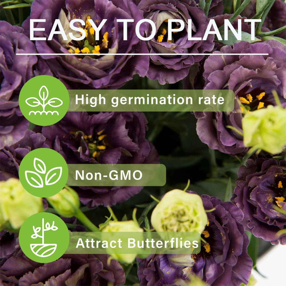1000 Lisianthus Seeds for Planting Mixed Color Eustoma Flower Seeds Thornless