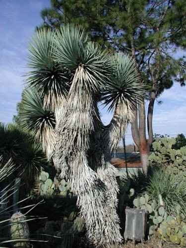 10 BLUE YUCCA TREE SEEDS (Yucca rigida) Exotic “RARE” Agave Cold Hardy~Zone 5