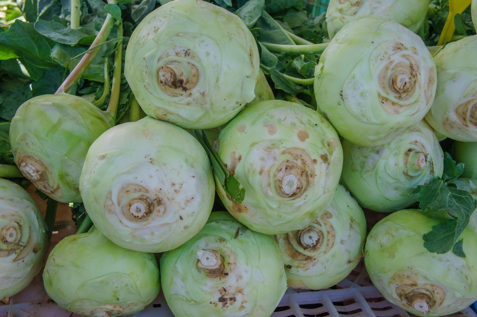 Superschmelz Giant White Kohlrabi Seeds – Heirloom Non-GMO Seeds