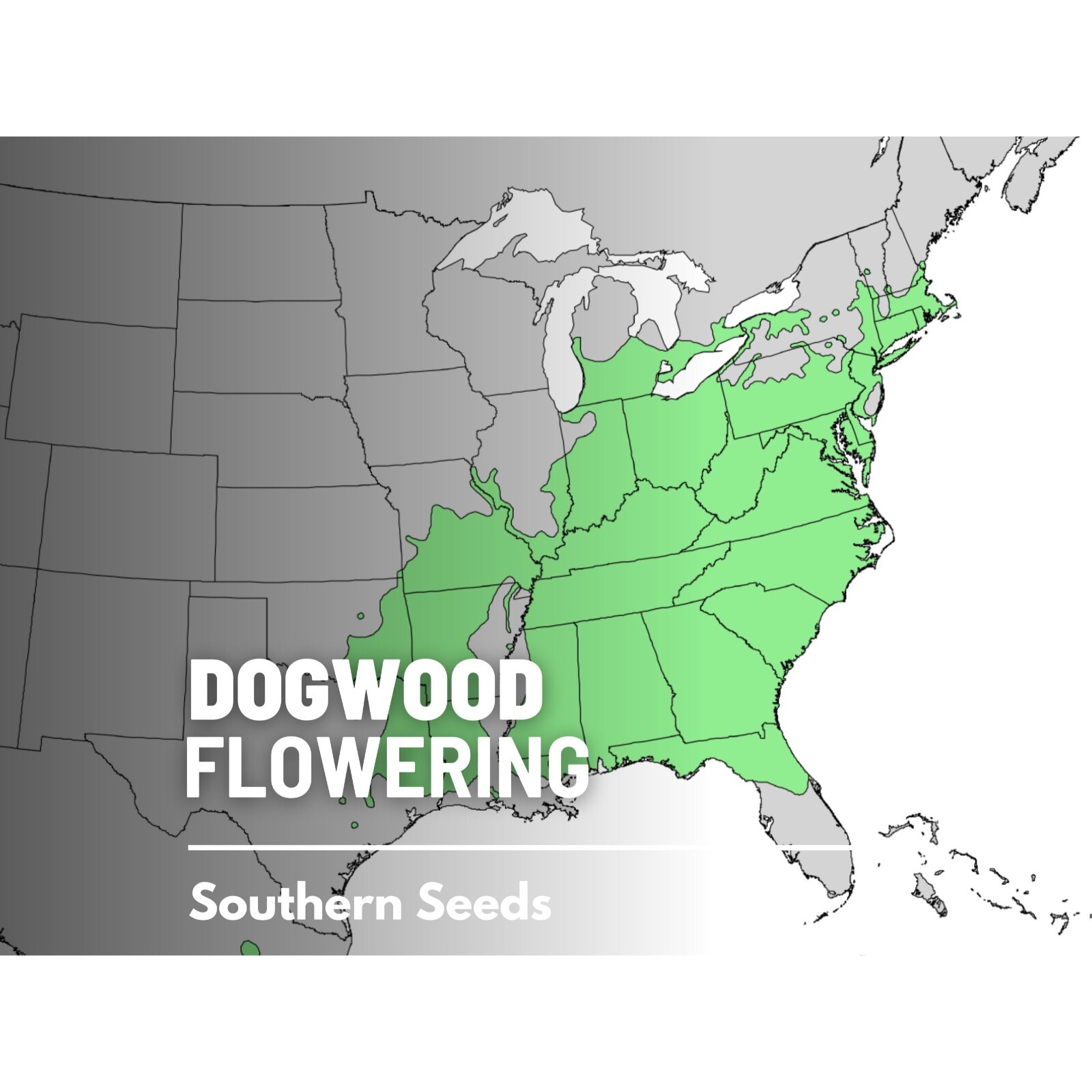 Dogwood, Flowering (White) – 20 Seeds – Heirloom Tree, Stunning White Blooms, Lo