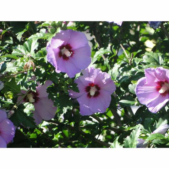 Hibiscus Minerva Rose of Sharon Flower 10 – 200 Seeds Beautiful Pink Shades