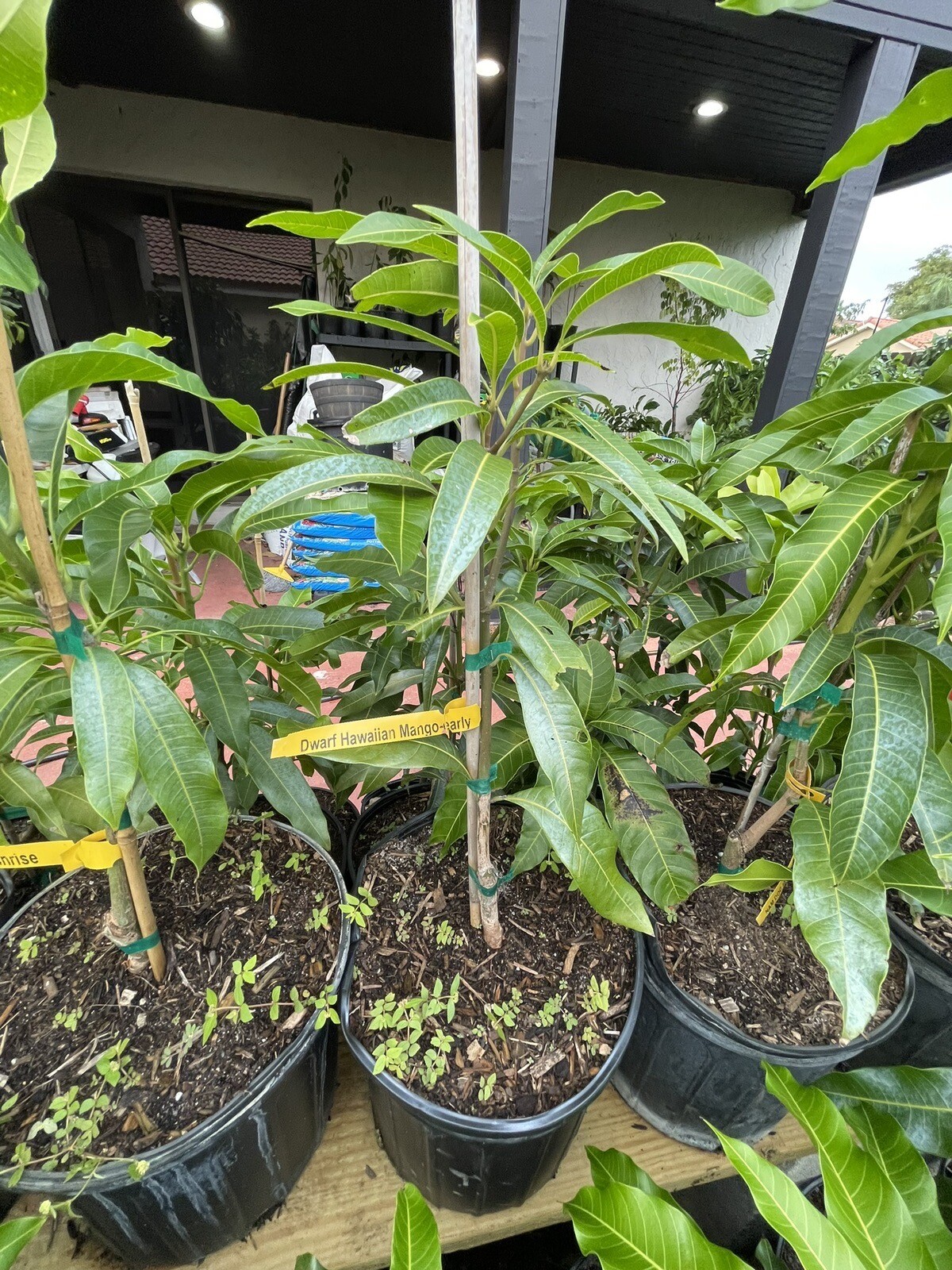 Grafted Zill Mango & Avocado 3 Gallon Trees Over 100 Varieties Coconut Cream M4