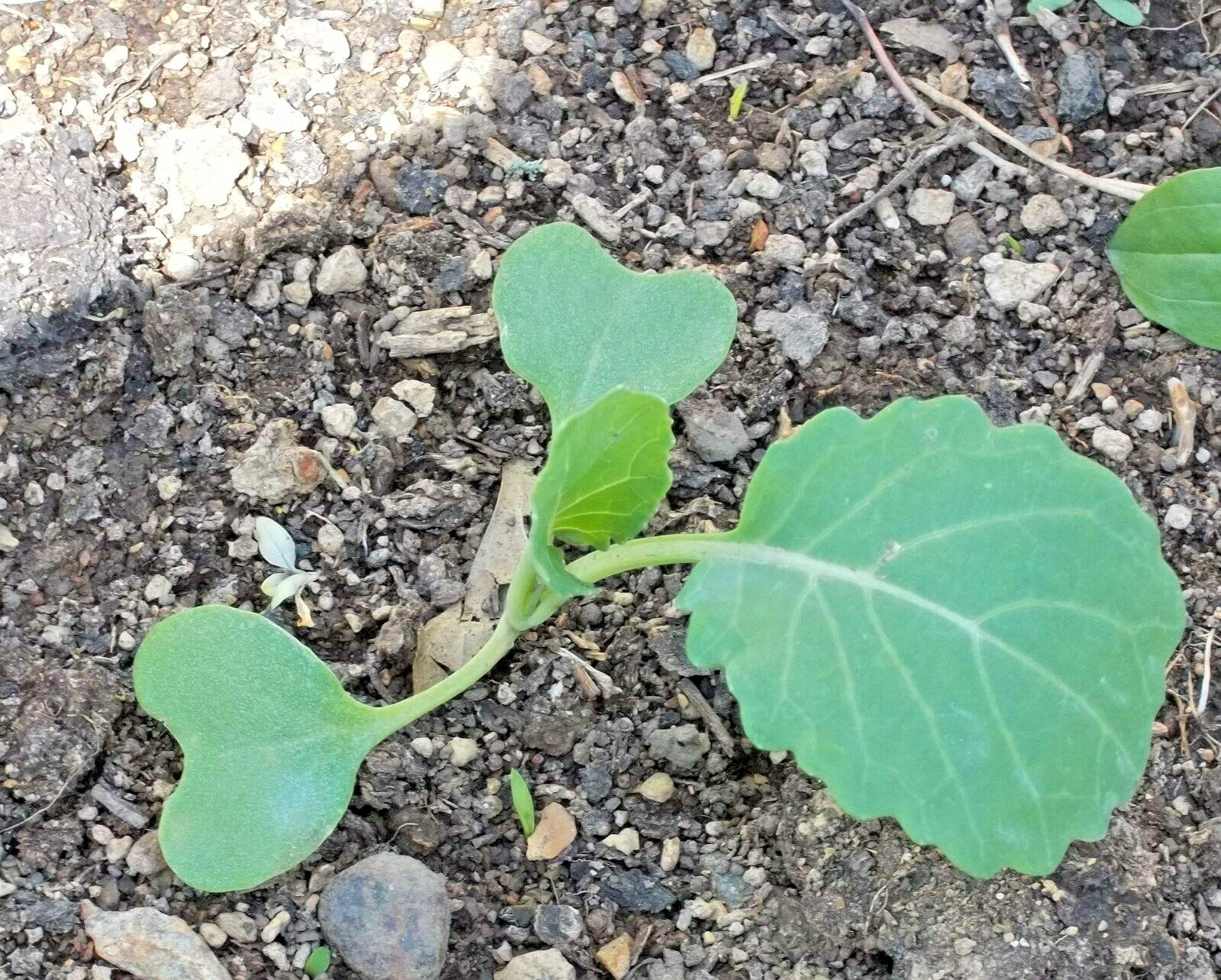 601+VATES COLLARD GREENS Seeds Heat Frost Tolerant Slow Bolt Garden Container