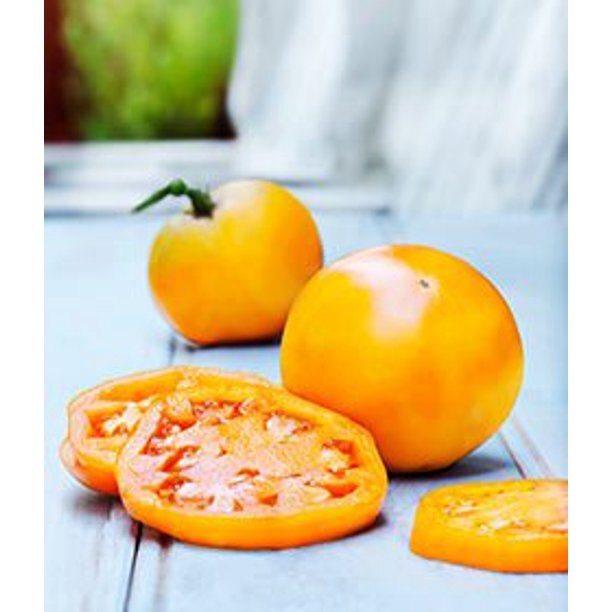 GOLDEN JUBILEE HEIRLOOM TOMATO LIVE STARTER PLANTS ABOUT 4-6 INCHES SET OF 2