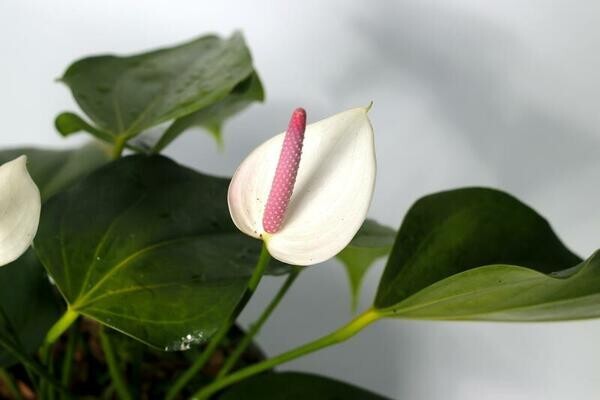 LIVE Bare cut : WHITE Anthurium Exotic Tropical Andraeanum year round flowering