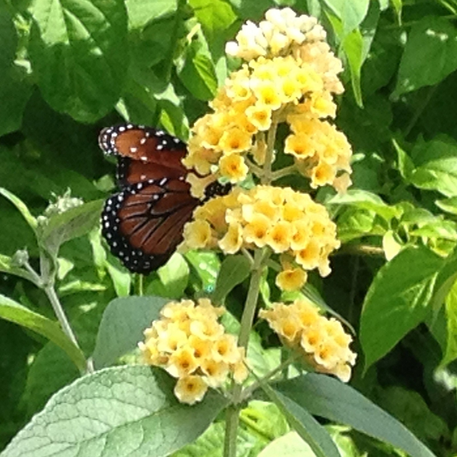 Buddleia Non-Invasive Yellow Honeycomb Butterfly Bush Summer Lilac Fragrant
