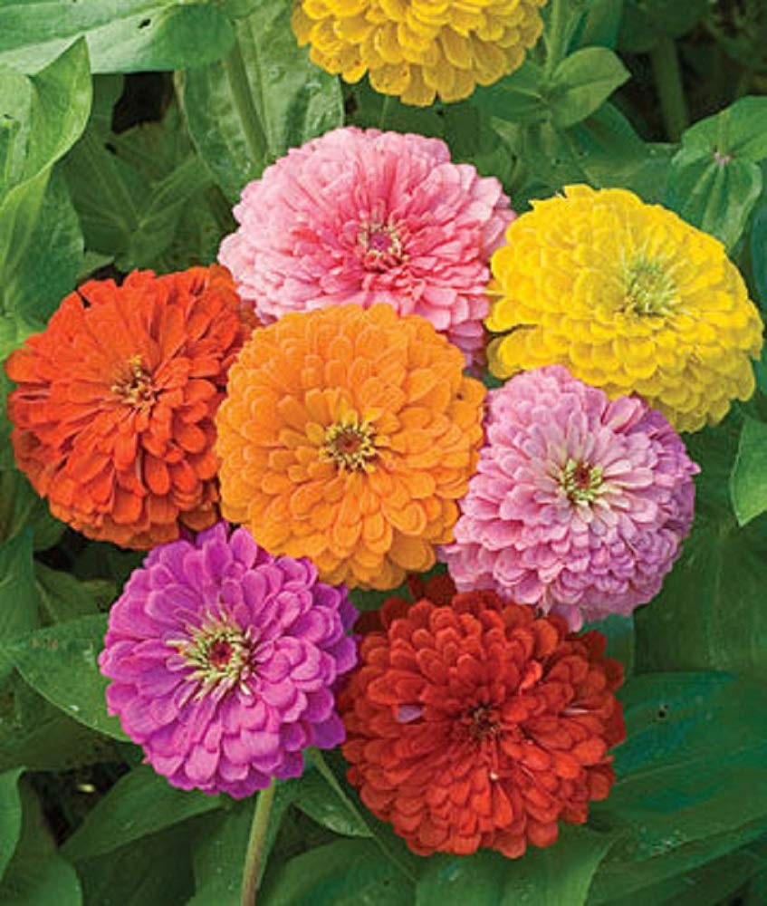 Zinnia – California Giant Mix – Orange,Pink,Purple,Red,Violet,White,Yellow