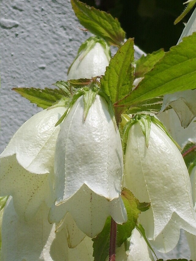 spotted bellflower pink-white-purple mix 150 seeds campanula takesimana-punctata