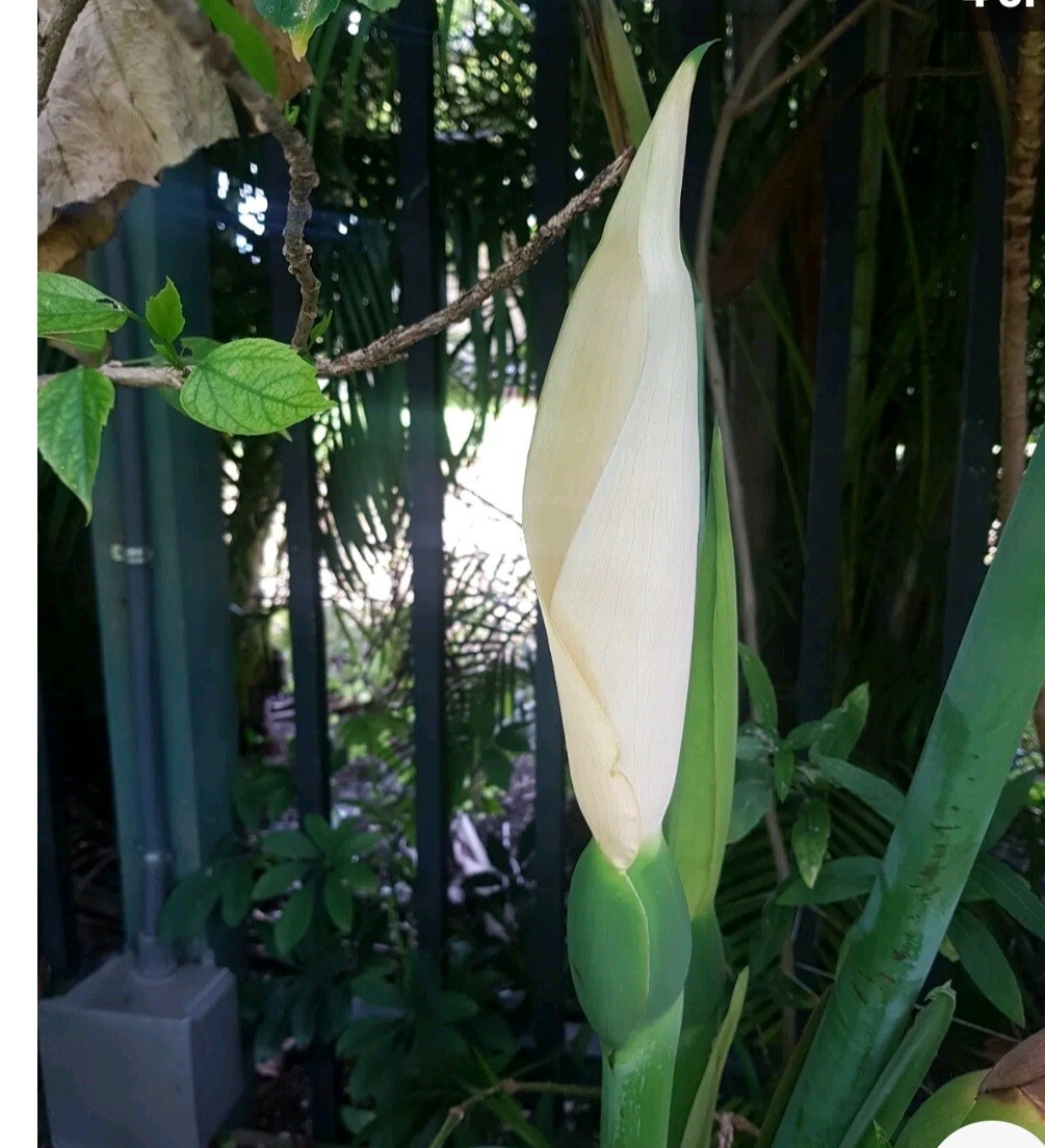 5 Elephant Ear Live Plants Tropical Alocasia Colocasia