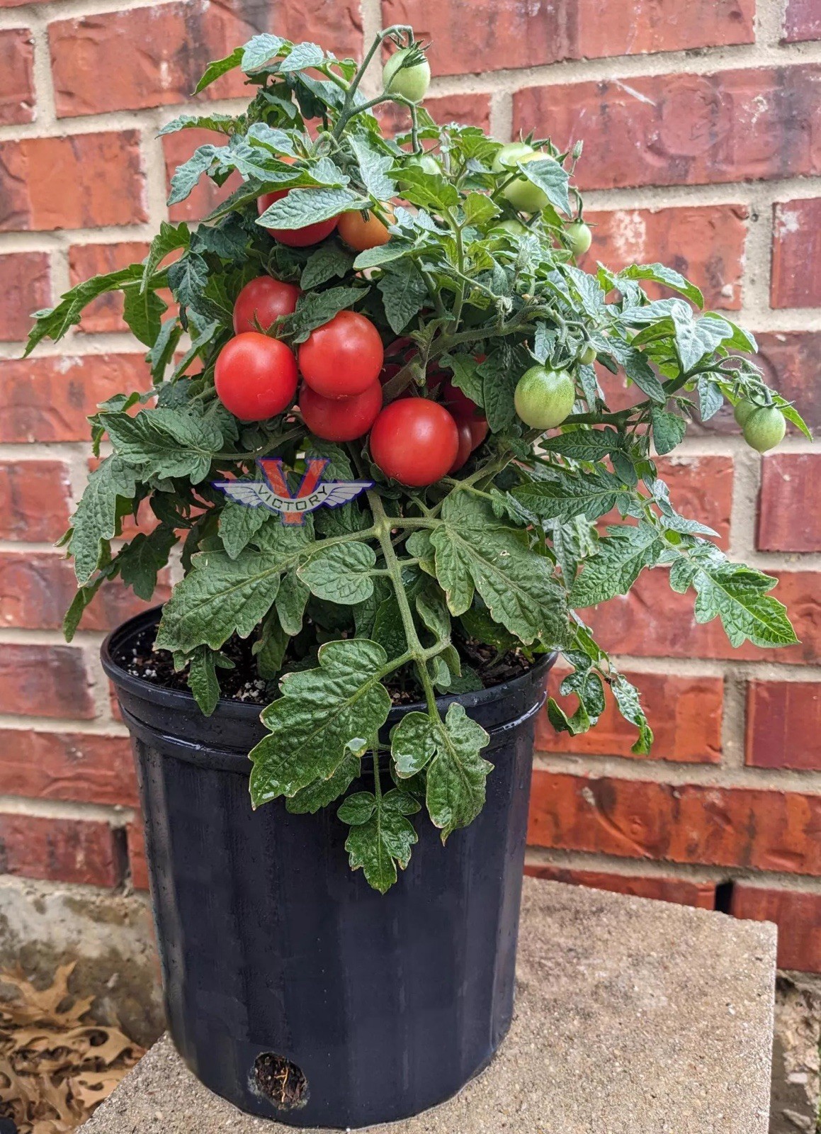 Rosy Finch Micro Dwarf Tomato Seeds, Micro Tomato Seeds, Vegetable, Heirloom