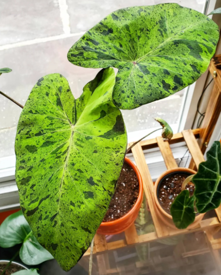 Mojito Colocasia Live Plant – 4-8″ Tall – Variegated Elephant Ear – Tropical