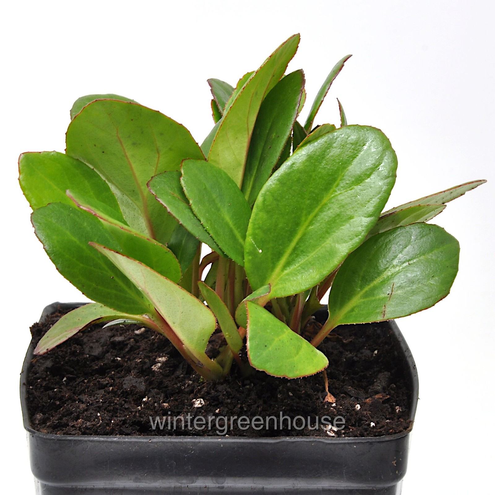 Bergenia, Early Brilliance Magenta, Pigsqueak, Container Size: 4.5″