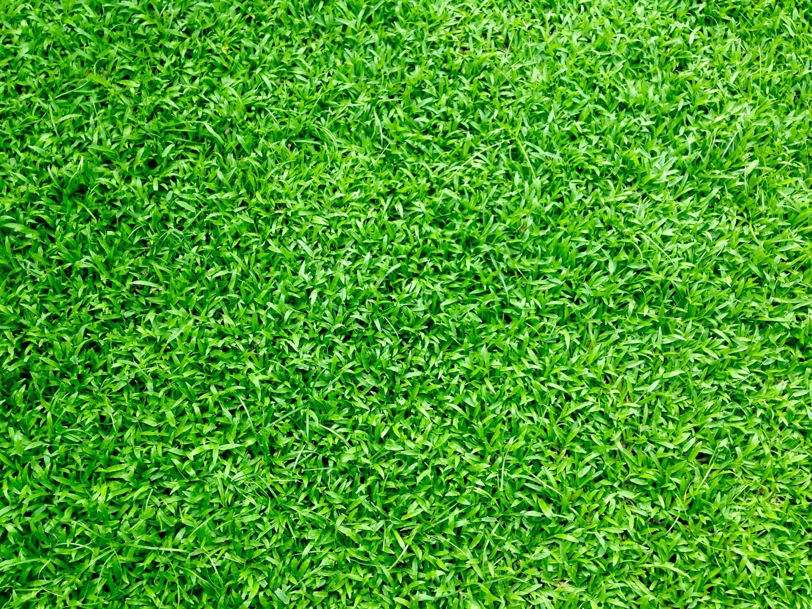 Premium Carpetgrass Seed w/moisture retaining coating 200,000 seeds